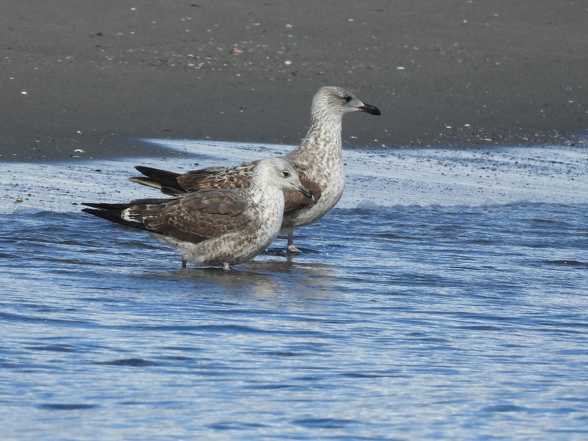 Lesser Black-backed Gull - ML646297775