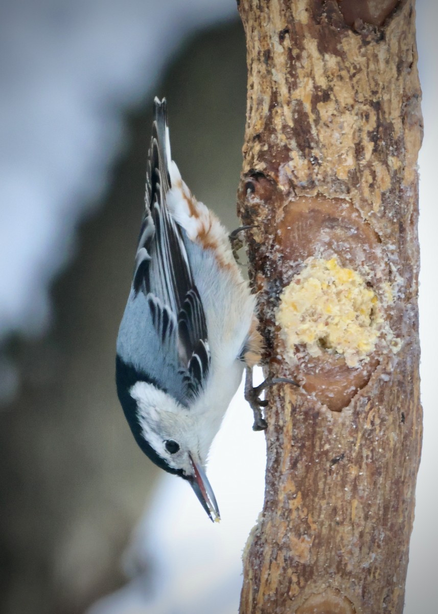 White-breasted Nuthatch - ML646297776