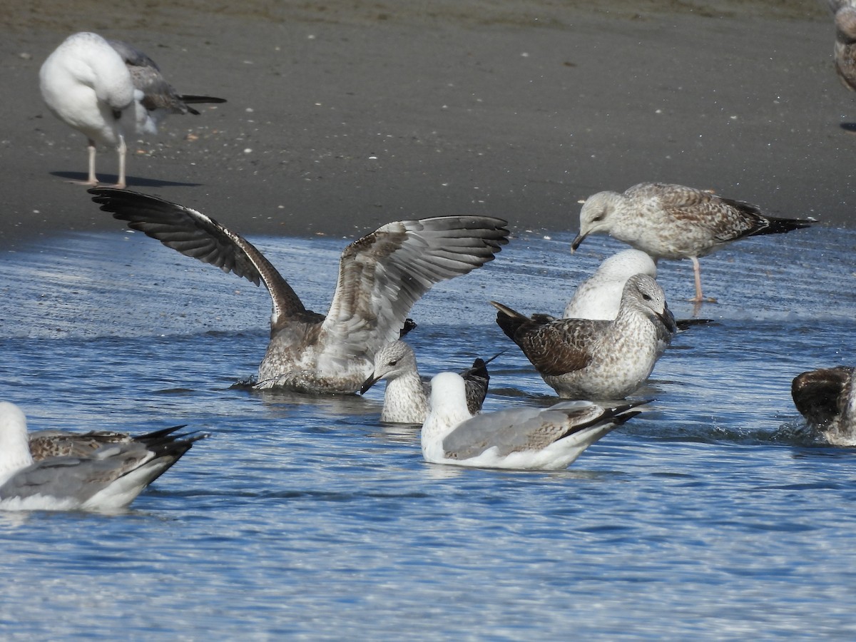 Lesser Black-backed Gull - ML646297778