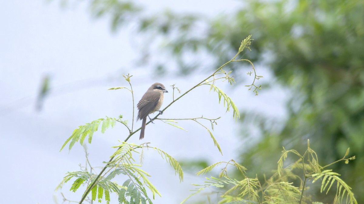 Brown Shrike - ML646297779