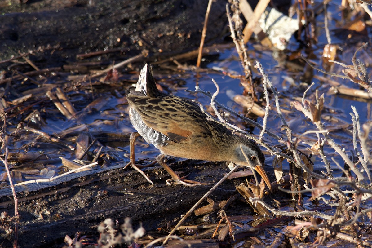 Virginia Rail - ML646297780