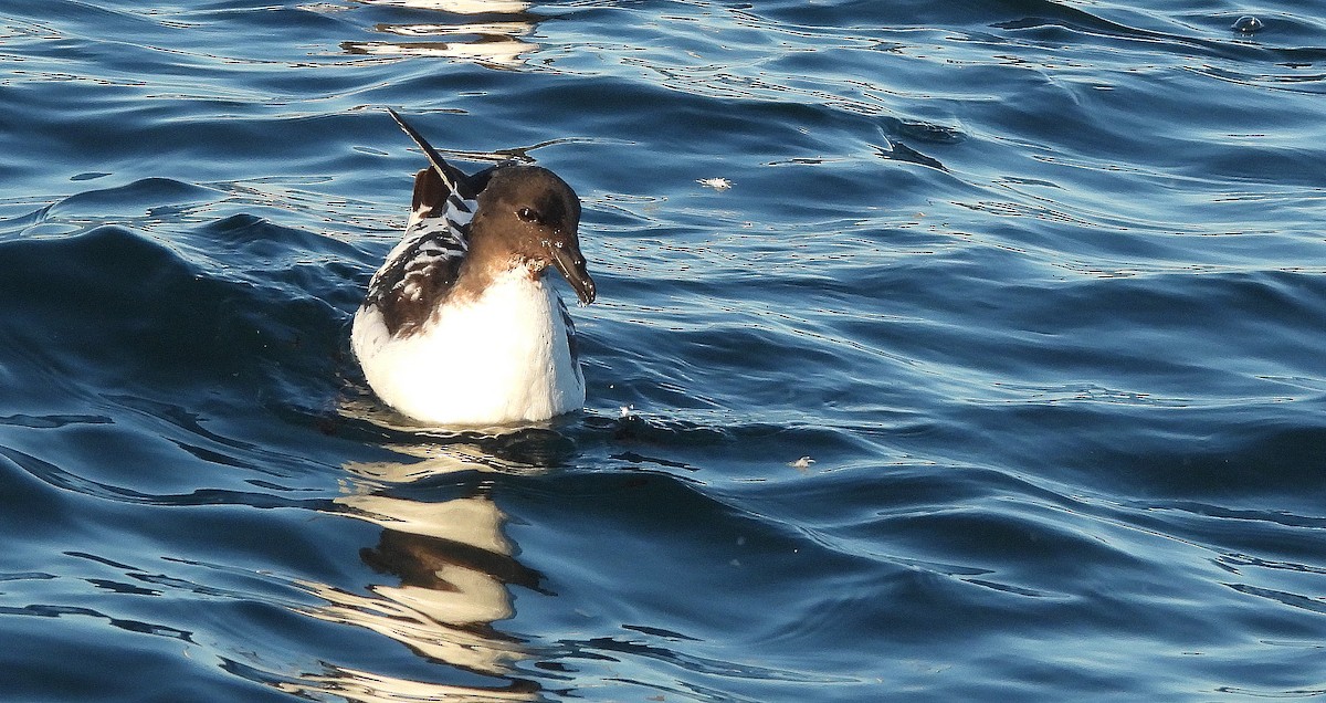 マダラフルマカモメ（capense） - ML646297781