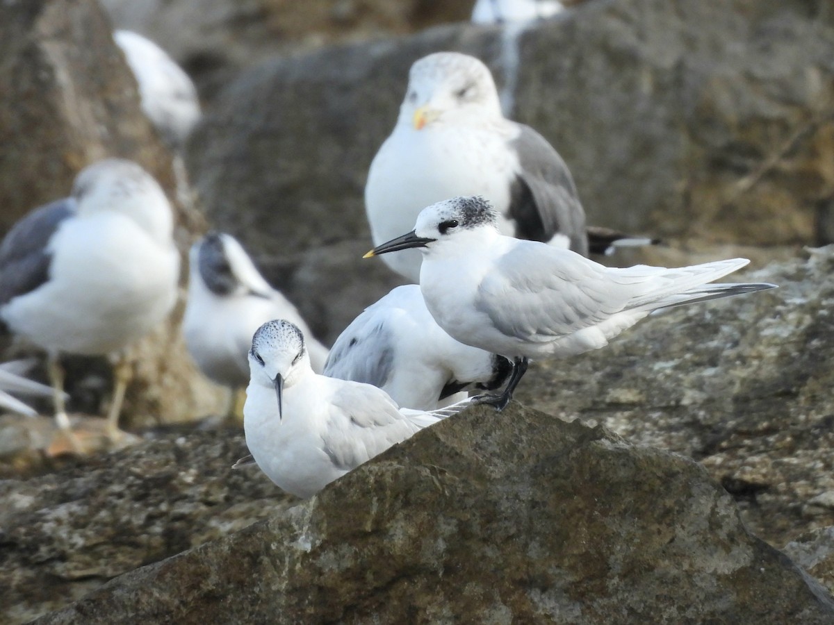 Sandwich Tern - ML646297783