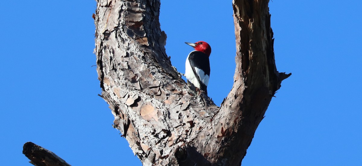 Red-headed Woodpecker - ML646297803
