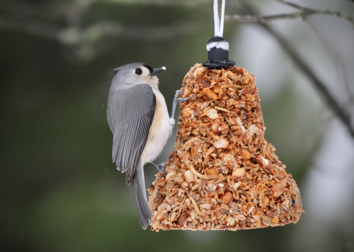 Tufted Titmouse - ML646297805