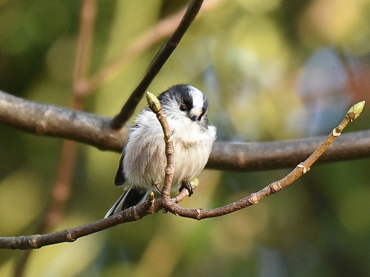 Long-tailed Tit - ML646297806