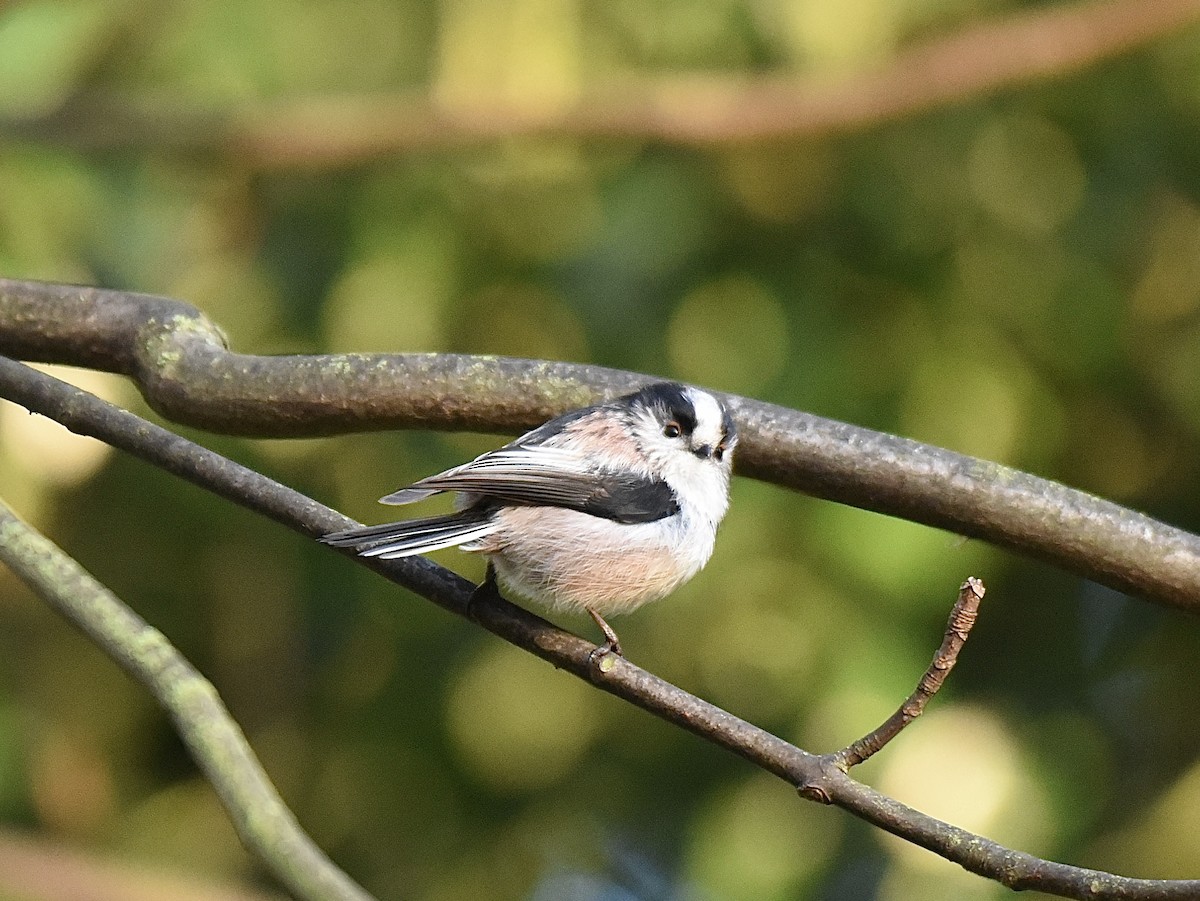 Long-tailed Tit - ML646297807