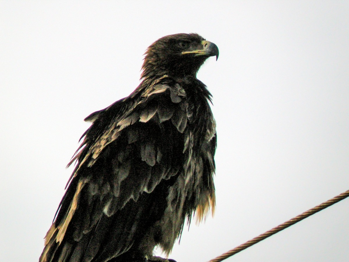 Tawny Eagle - ML646297808