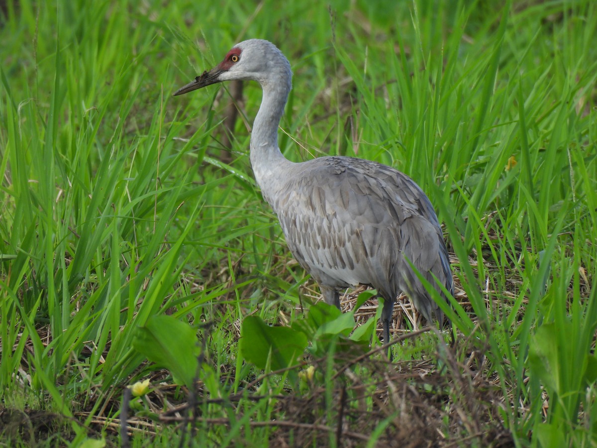 Sandhill Crane - ML646297818