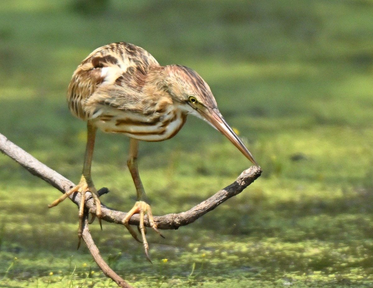 Blongios de Chine - ML646297819