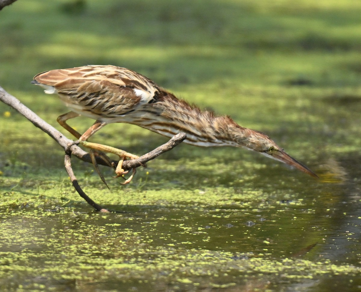 Blongios de Chine - ML646297820