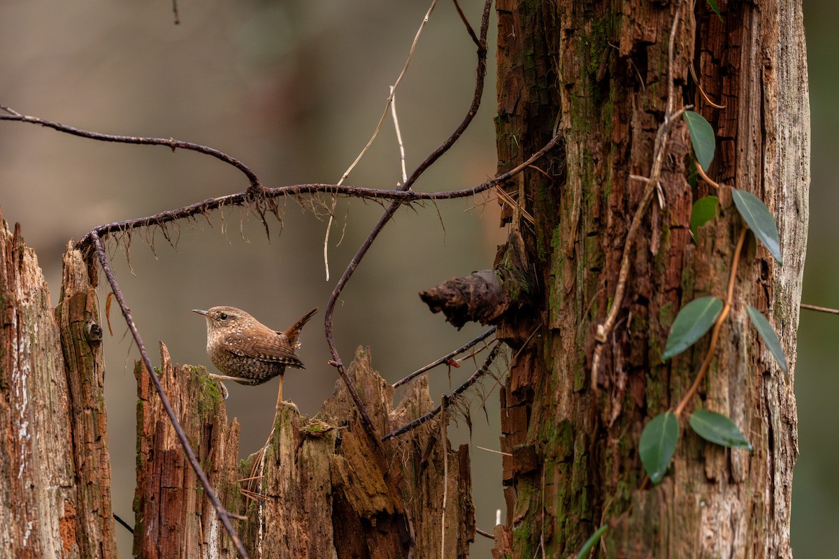 Winter Wren - ML646297824