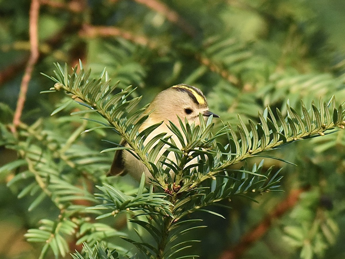 Goldcrest - ML646297826