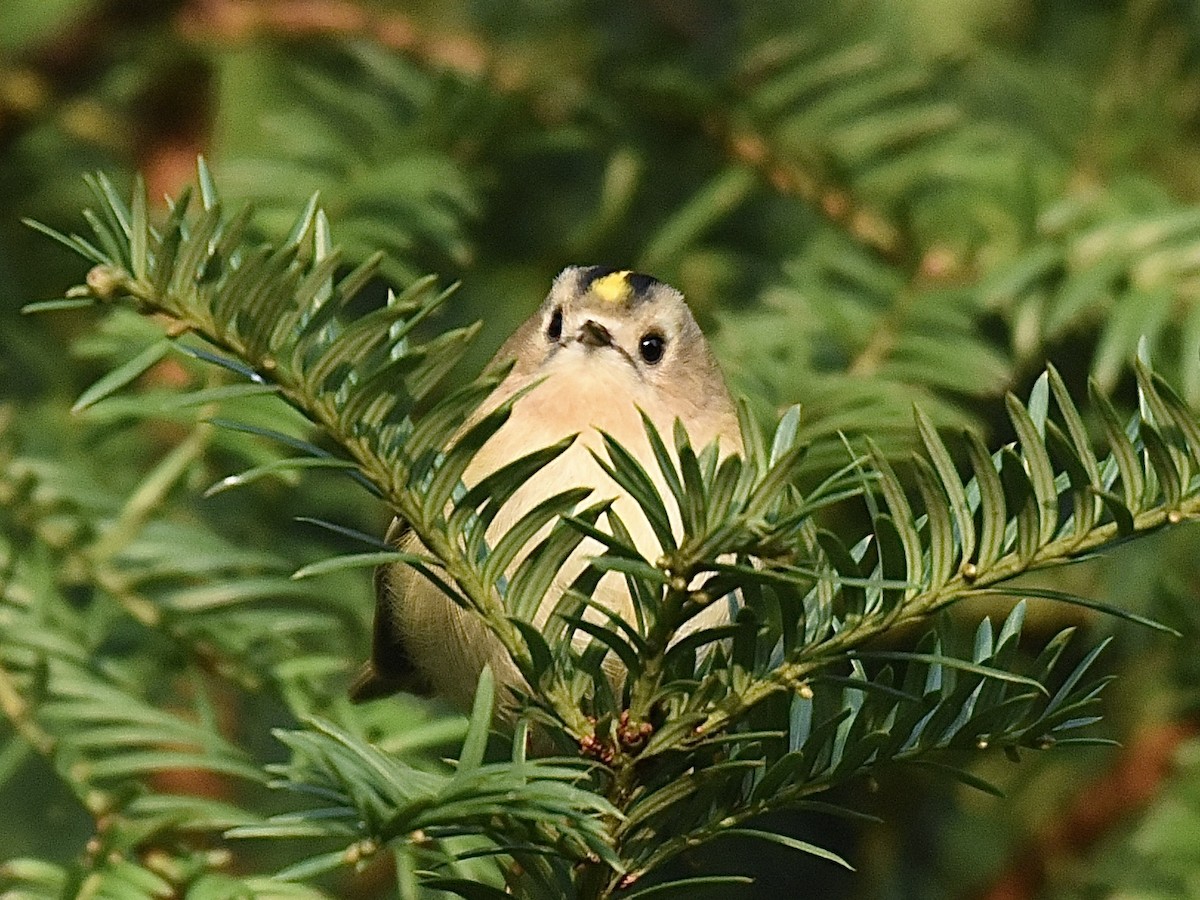 Goldcrest - ML646297827