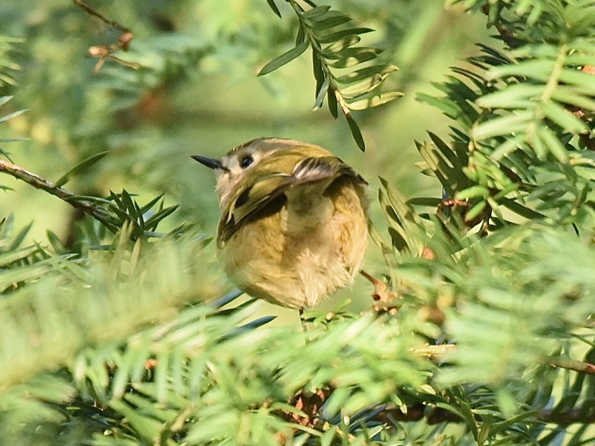 Goldcrest - ML646297828