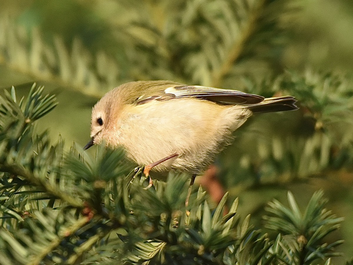 Goldcrest - ML646297829