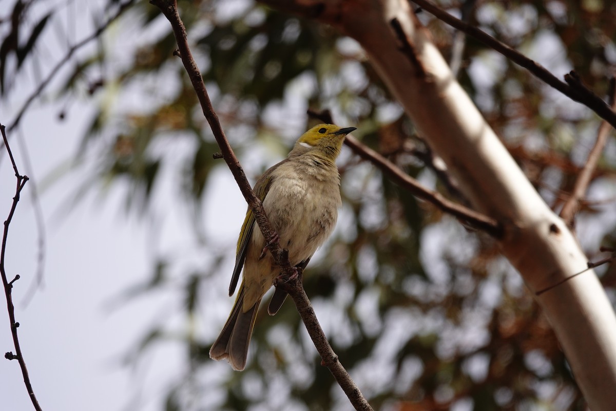 White-plumed Honeyeater - ML646297830