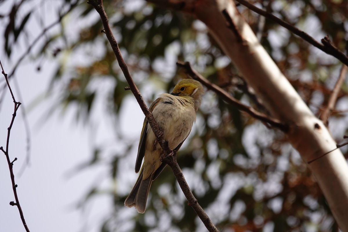 White-plumed Honeyeater - ML646297831