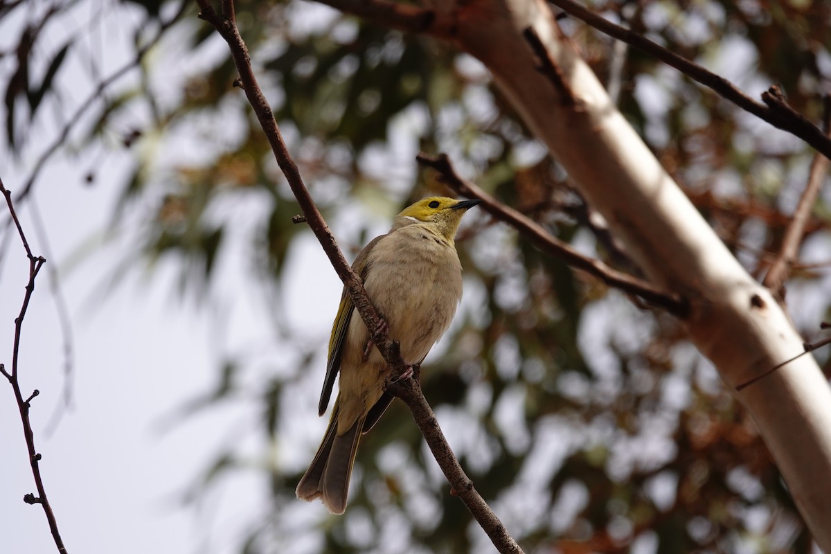 White-plumed Honeyeater - ML646297832