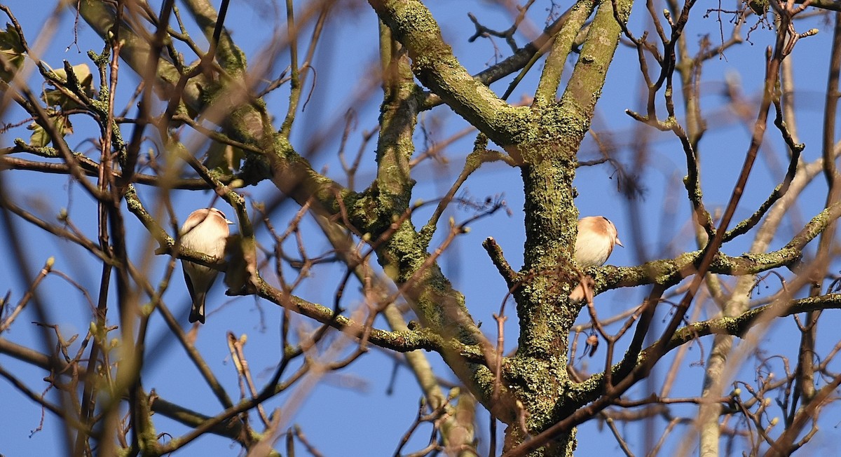 European Goldfinch - ML646297841