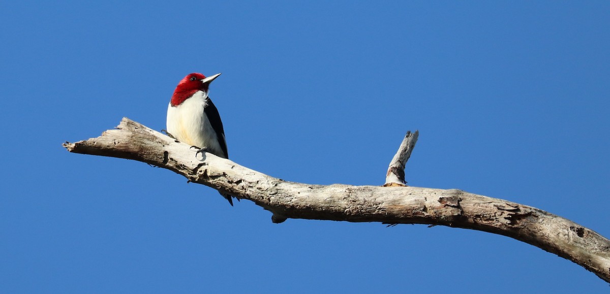 Red-headed Woodpecker - ML646297842