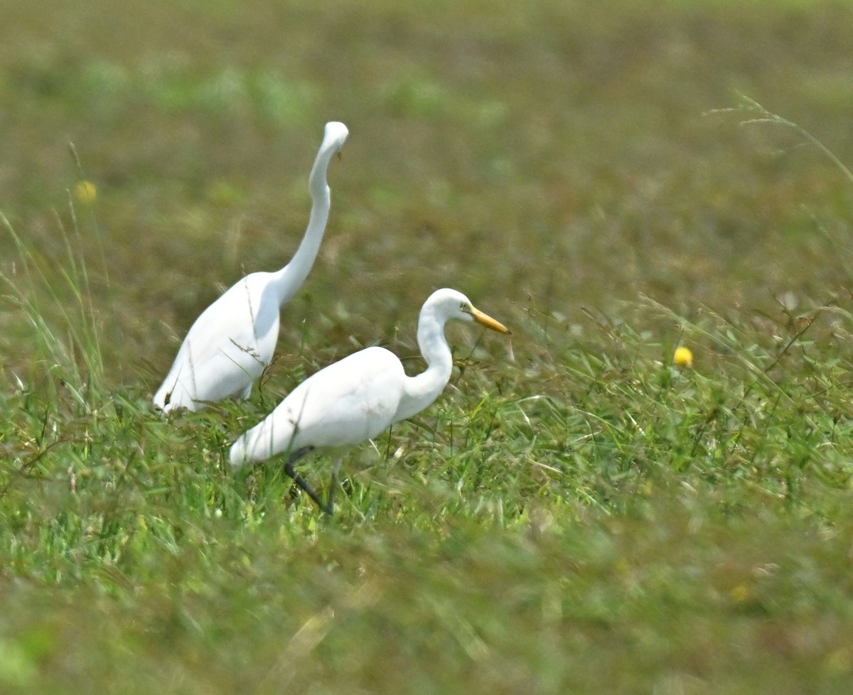 Grande Aigrette - ML646297847