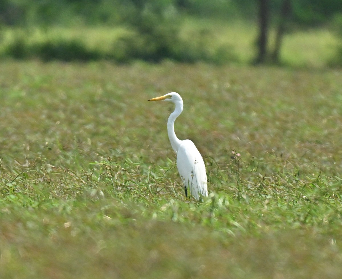 Grande Aigrette - ML646297848