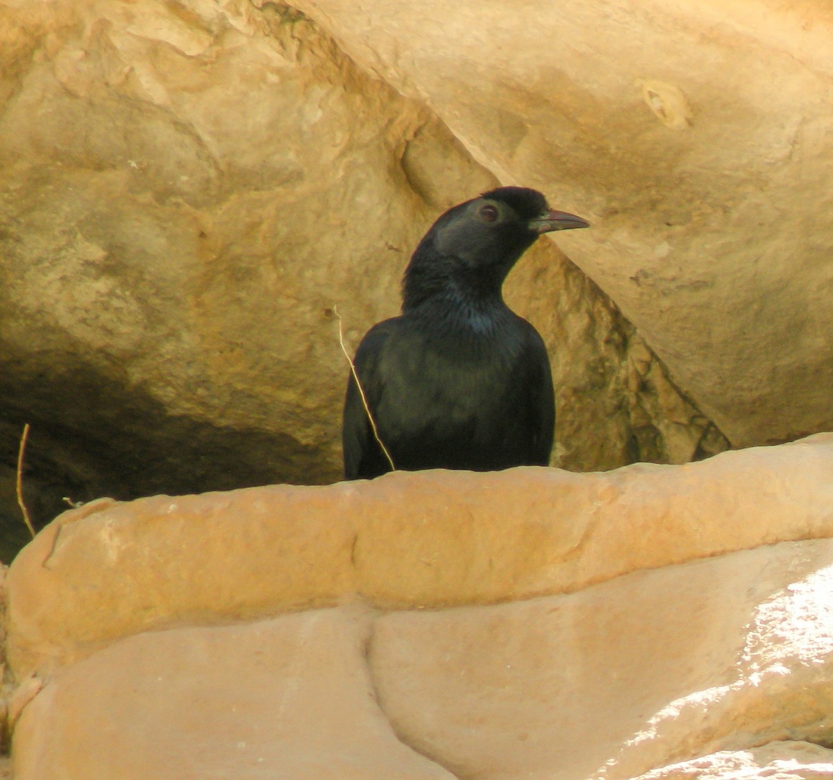 Bristle-crowned Starling - ML646297851