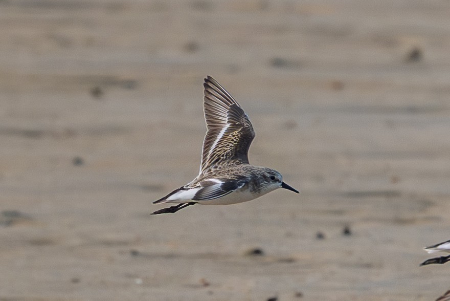 Little Stint - ML646297852