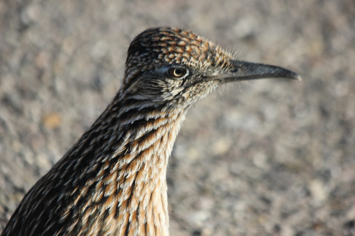 Grand Géocoucou - ML646297853