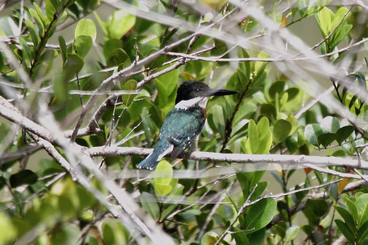 Martin-pêcheur vert - ML646297854