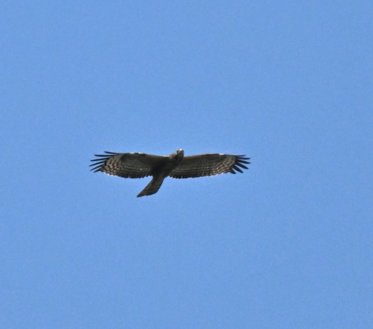 Bondrée orientale - ML646297855