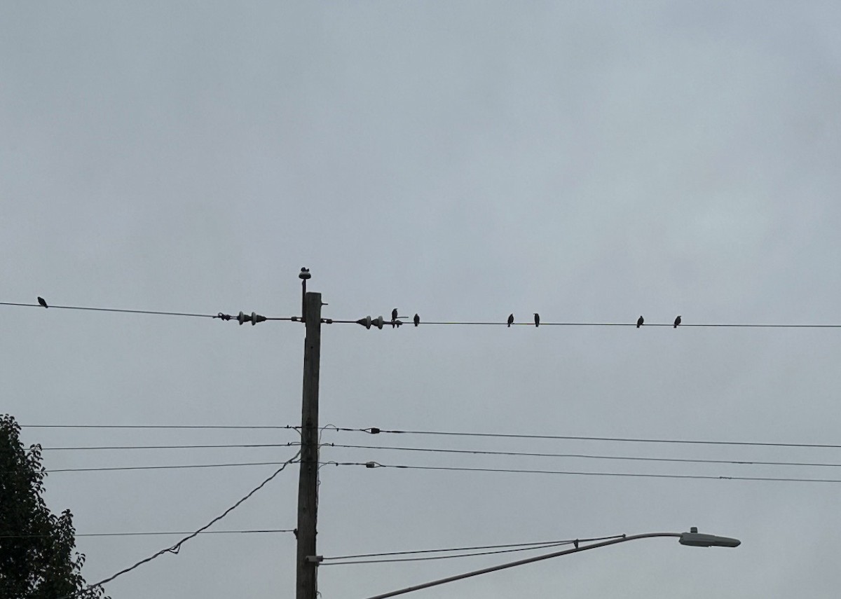 Étourneau sansonnet - ML646297859