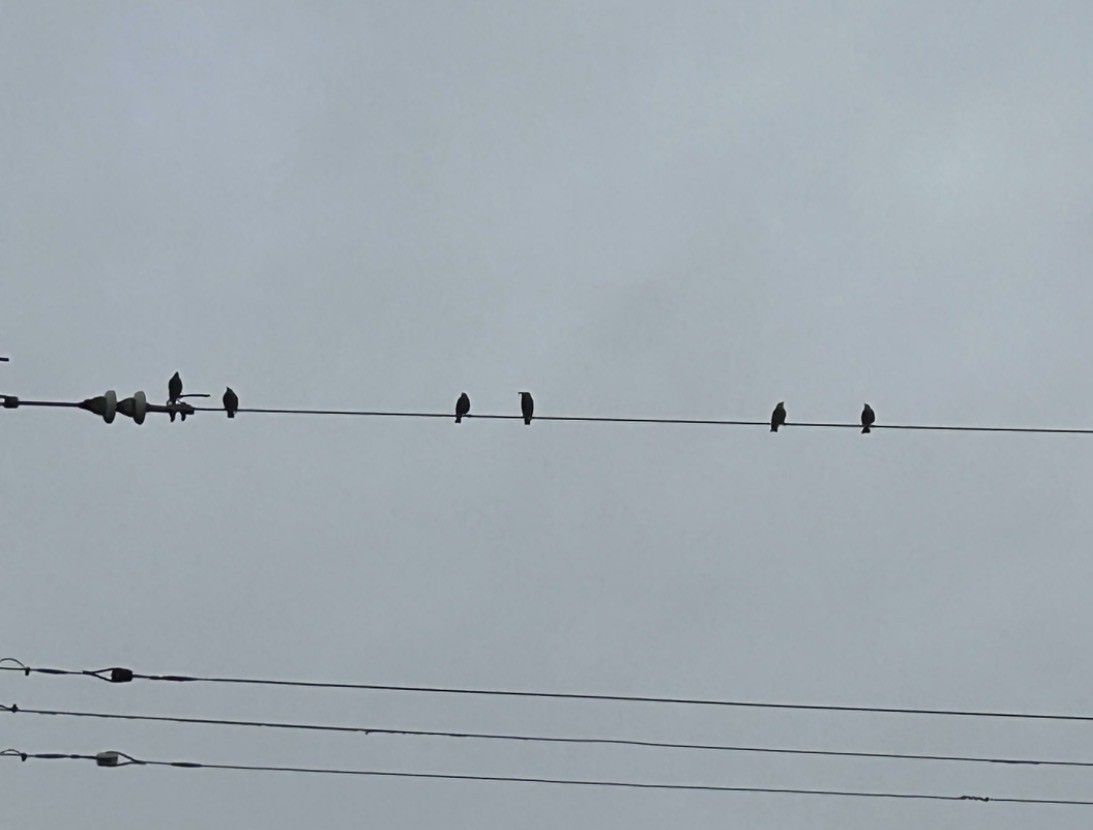 Étourneau sansonnet - ML646297860