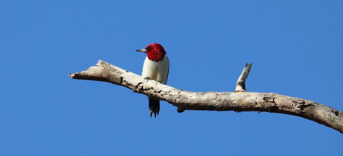 Pic à tête rouge - ML646297861