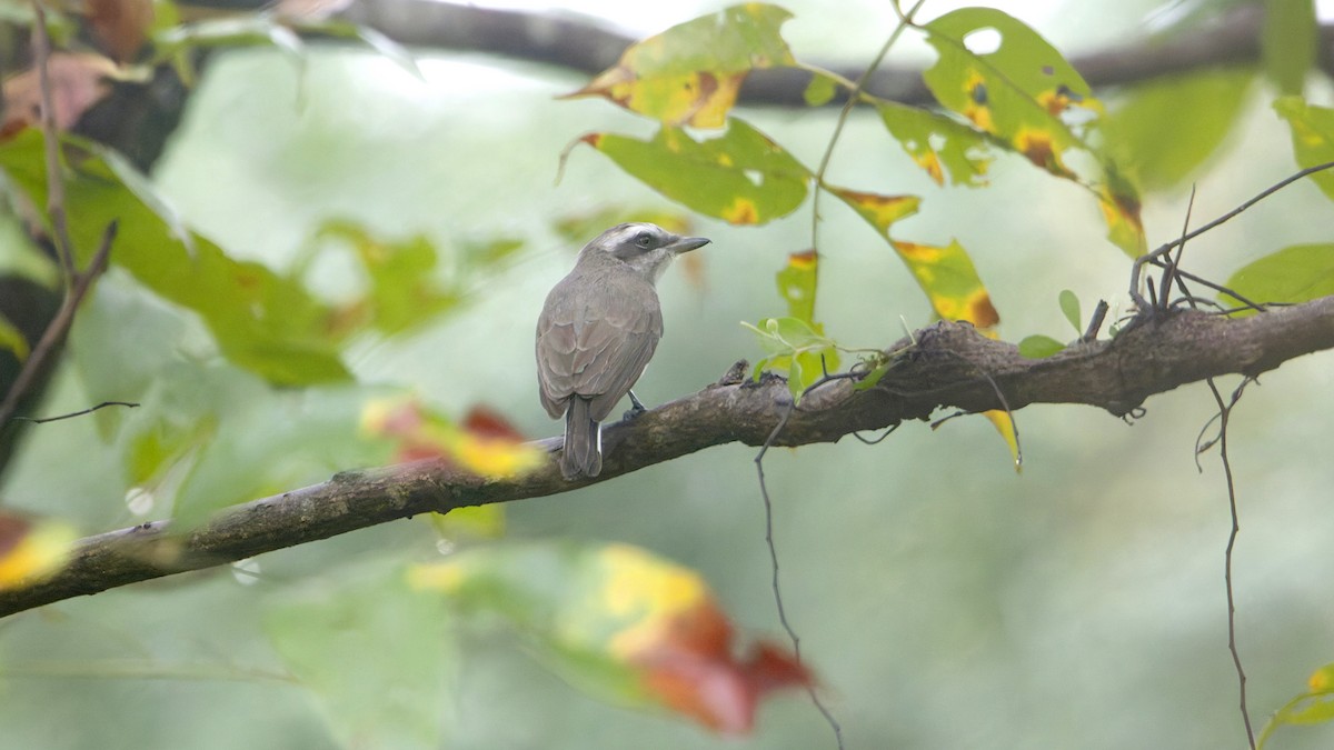 Téphrodorne de Pondichéry - ML646297863