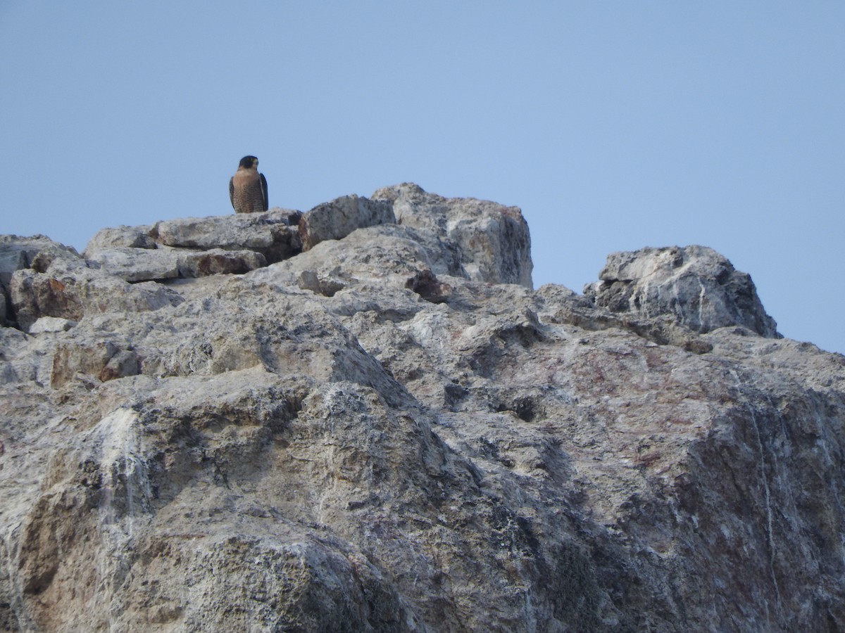 Faucon pèlerin - ML646297867