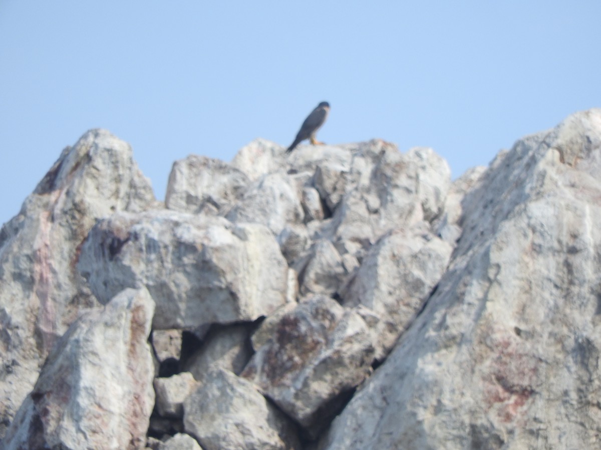 Faucon pèlerin - ML646297869