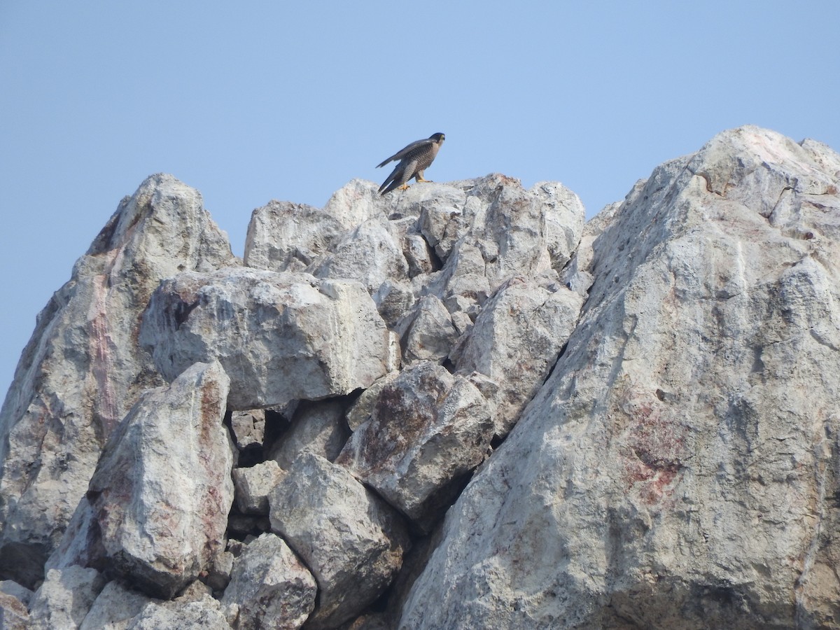 Faucon pèlerin - ML646297870