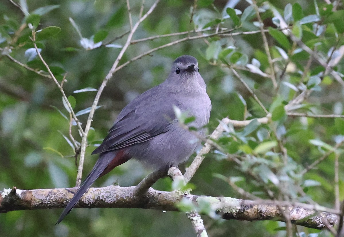 Moqueur chat - ML646297872