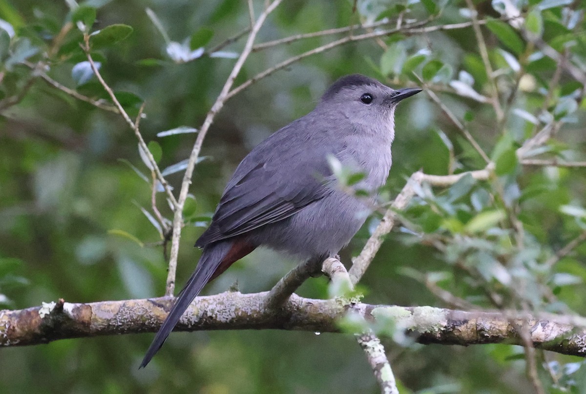 Moqueur chat - ML646297873