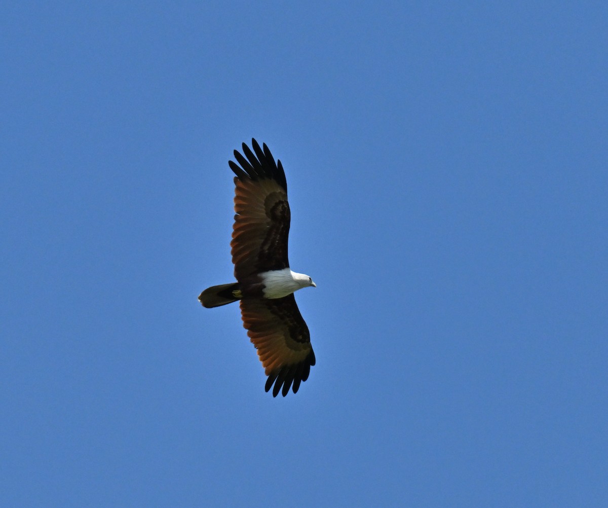 Milan sacré - ML646297874