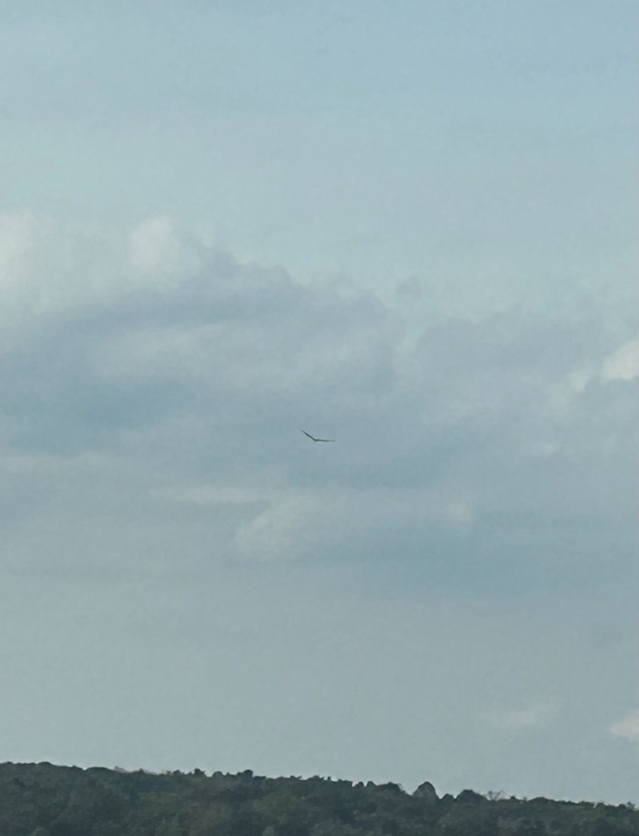 Urubu à tête rouge - ML646297876