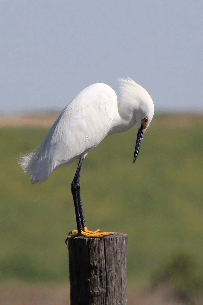 Aigrette neigeuse - ML646297877