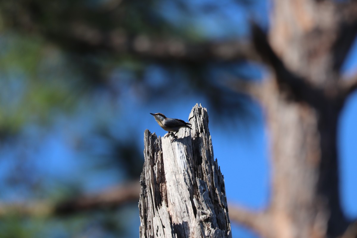 Brown-headed Nuthatch - ML646297878