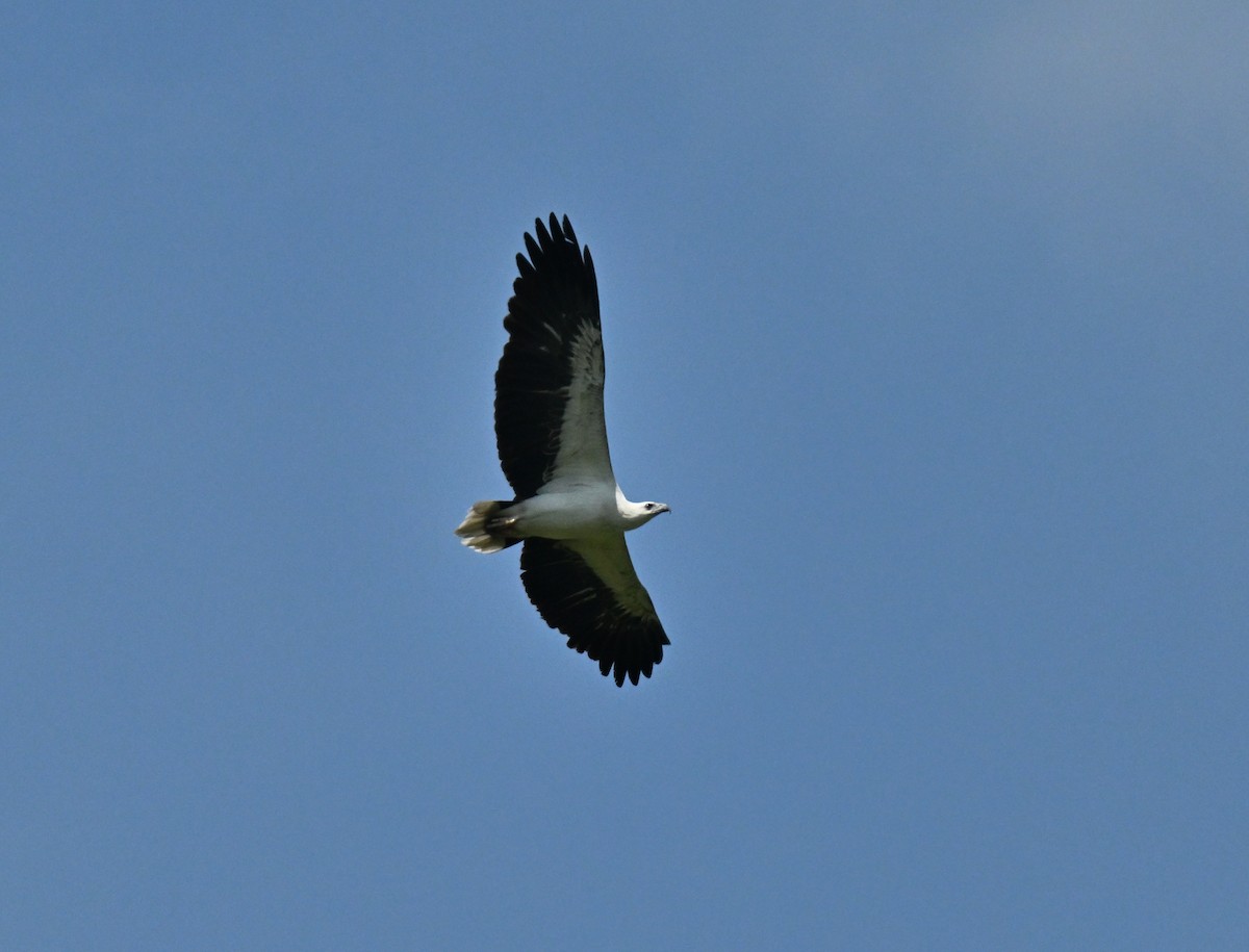 Pygargue blagre - ML646297879