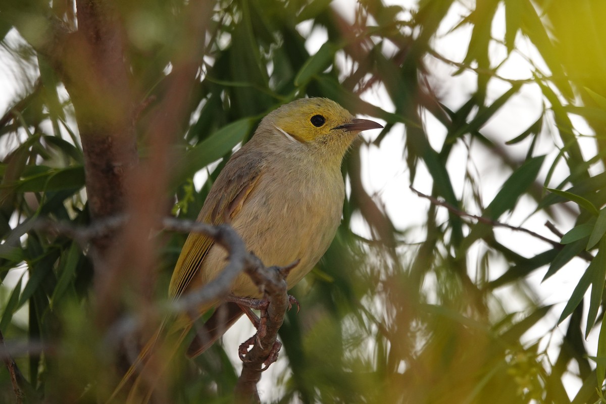 Méliphage serti - ML646297880