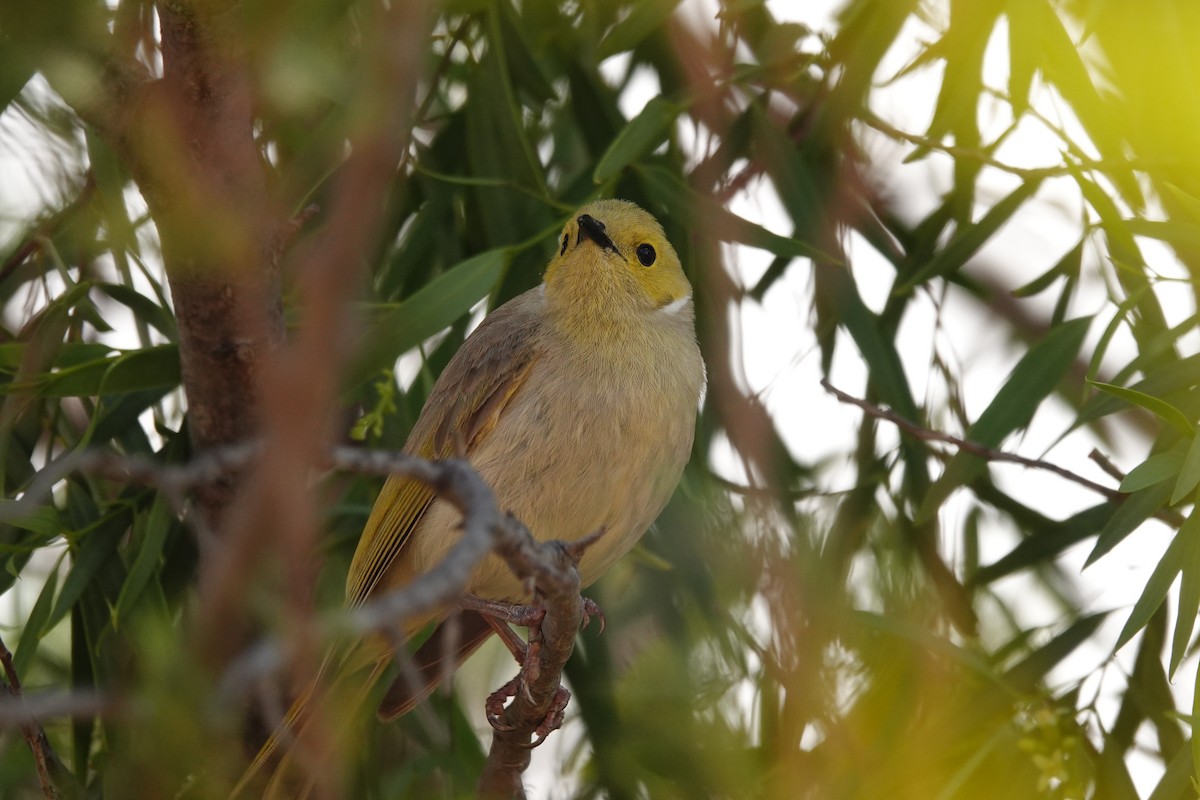 Méliphage serti - ML646297881