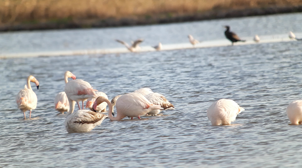 Flamant rose - ML646297882