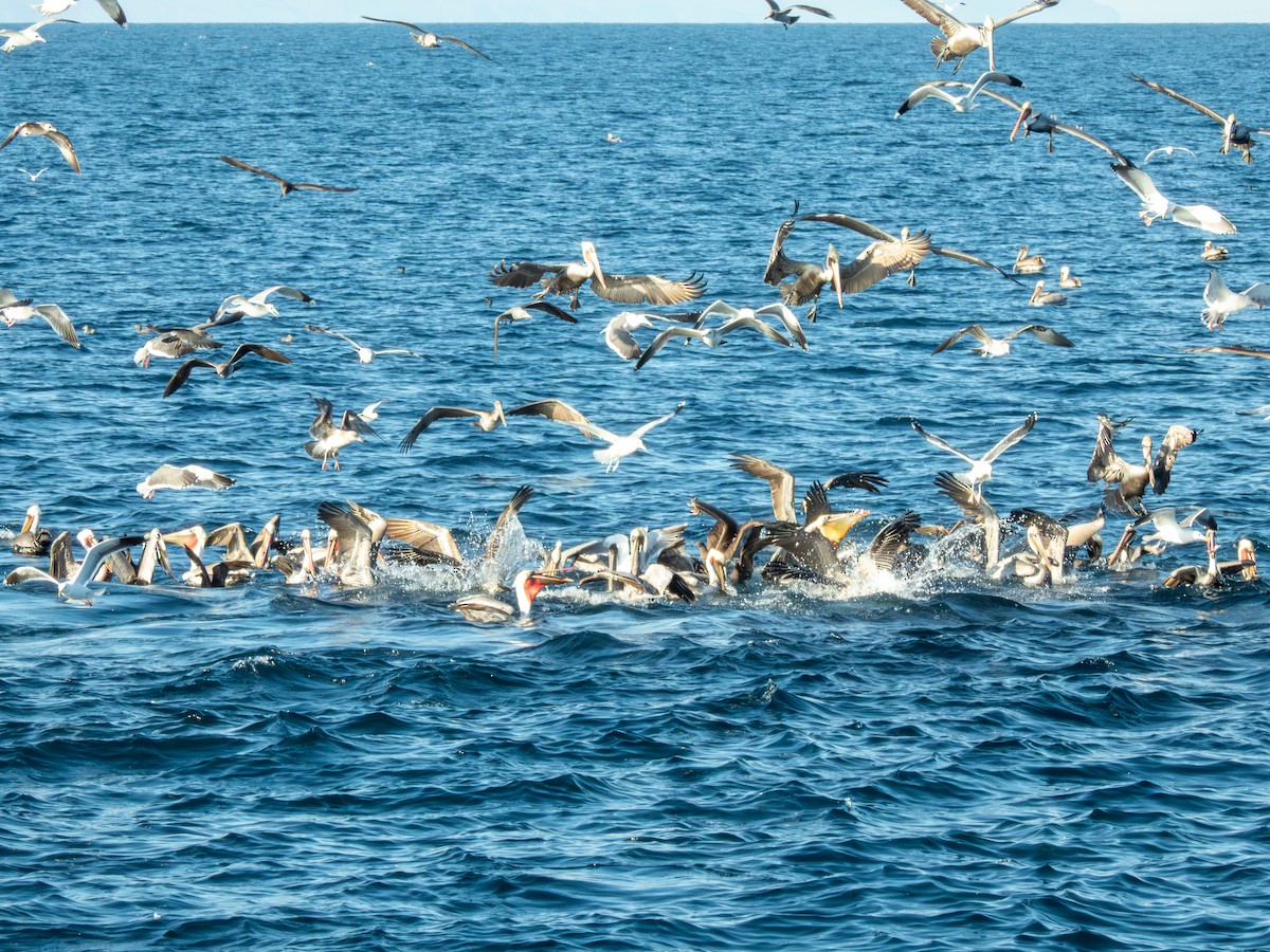 Pélican brun - ML646297883